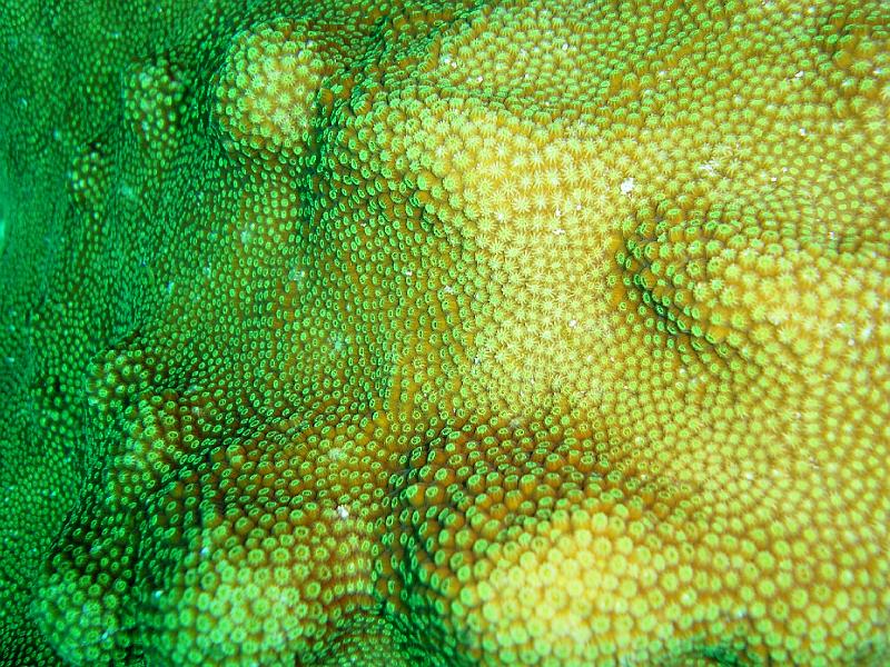 coraux.jpg -                                